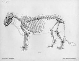 Lion_anatomy_lateral_skeleton_view