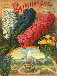 1893 Vaughans hyacinths catalog